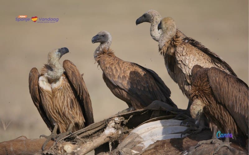 Veehouders in Andalusië slaan alarm vanwege aanvallen door groepen gieren