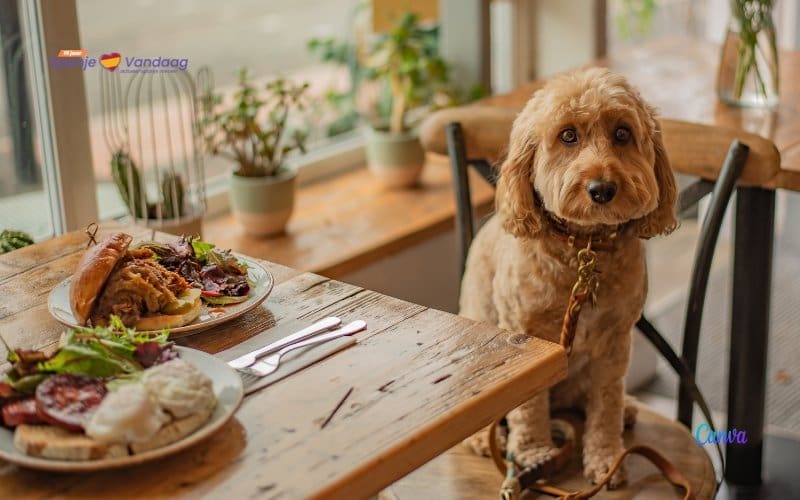 Nieuwe dierenwelzijnswet staat honden toe in de horeca en openbaar vervoer in Spanje