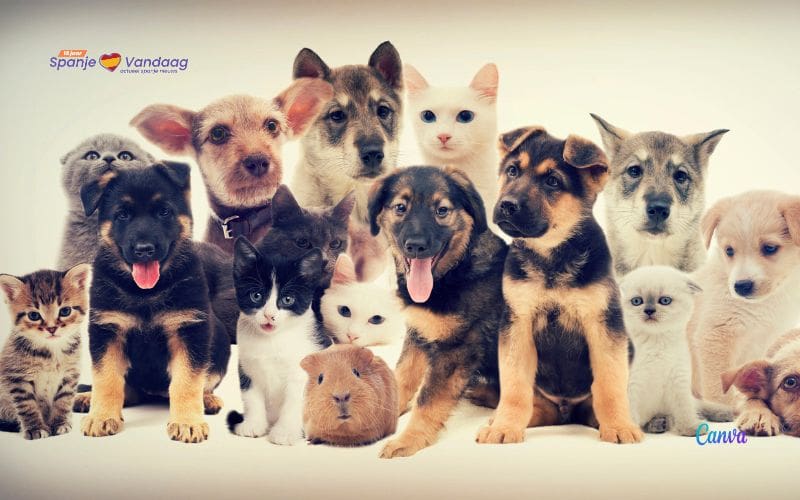 Meer dan vijf huisdieren in huis mag niet zomaar meer in Spanje