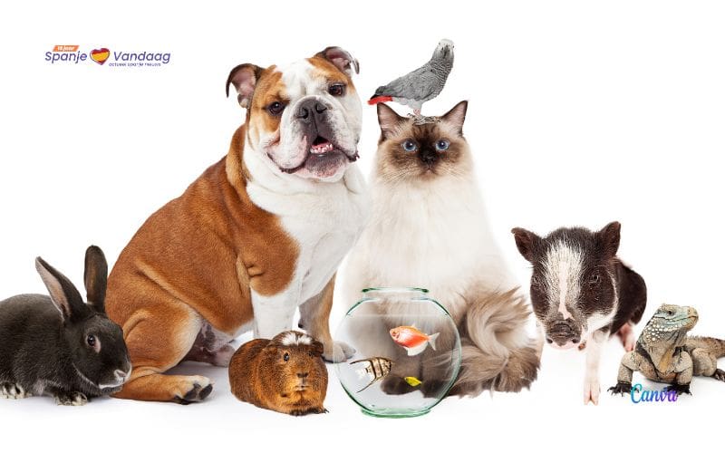 Deze huisdieren zijn met de nieuwe dierenwelzijnswet verboden in Spanje