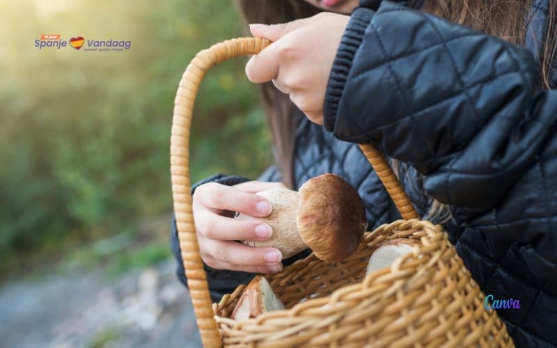 Aanhoudende droogte zorgt voor minder paddenstoelen deze herfst in Spanje