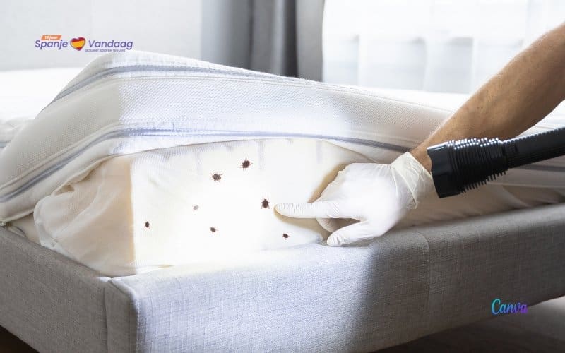 Zijn er na de plaag in Parijs nu ook bedwantsplagen in Spanje?