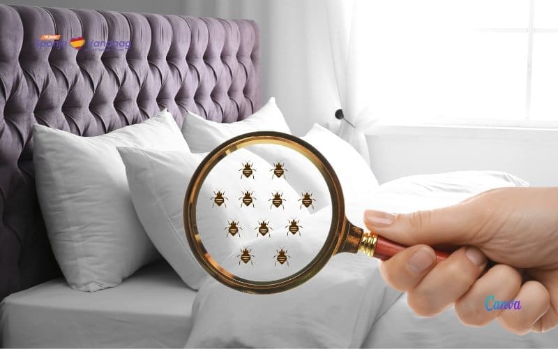 Kan Spanje ook een bedwantsen-plaag krijgen zoals in Frankrijk?