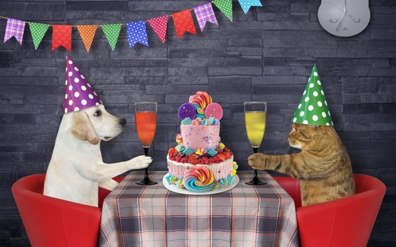 Is Spanje diervriendelijk genoeg voor Wereld Dierendag