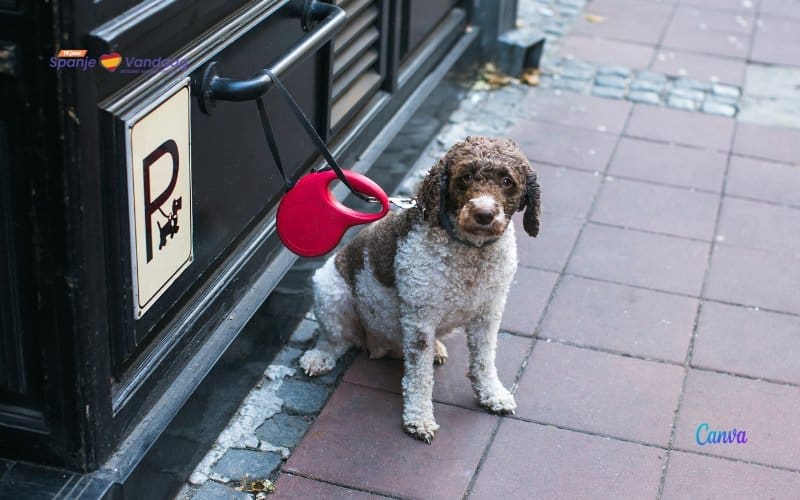 Krijg ik nu een boete als ik mijn hond bij de supermarkt vastbind in Spanje?