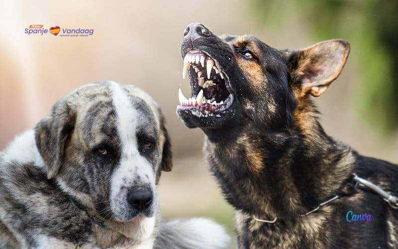 27-jarige vrouw in Spanje overleden na aanval vijf honden