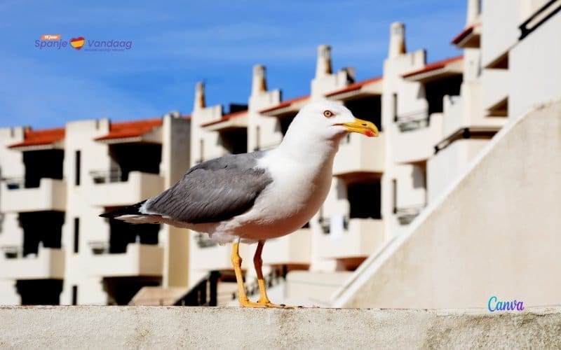 SpanjeVerhaal: Mystic Flight Mallorca