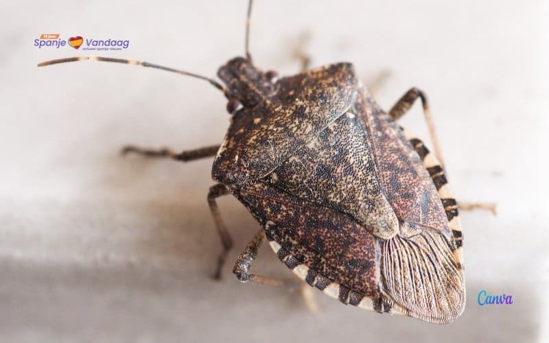 SpanjeVerhaal: Het wel en wee in een B&B in Spanje (46)