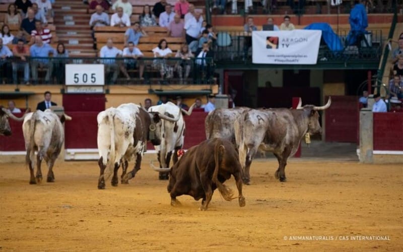 CAS International dient klacht in bij de Europese Commissie over doden van vechtstieren