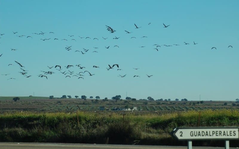 Algo de España – deel 117: Hahaha de kraanvogels komen op 13 oktober