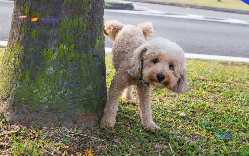 Krijg je binnenkort in Léon ook een boete wanneer je hond op straat plast?