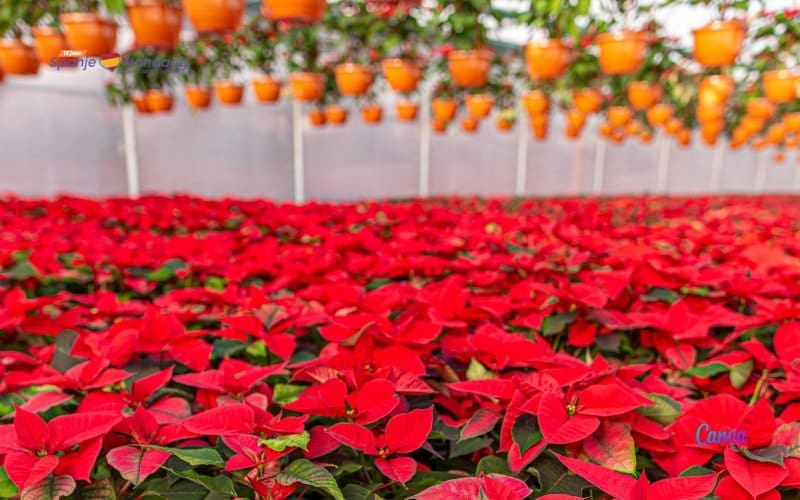 De woestijn in Almería die ​​bijna heel Spanje van kerststerren voorziet