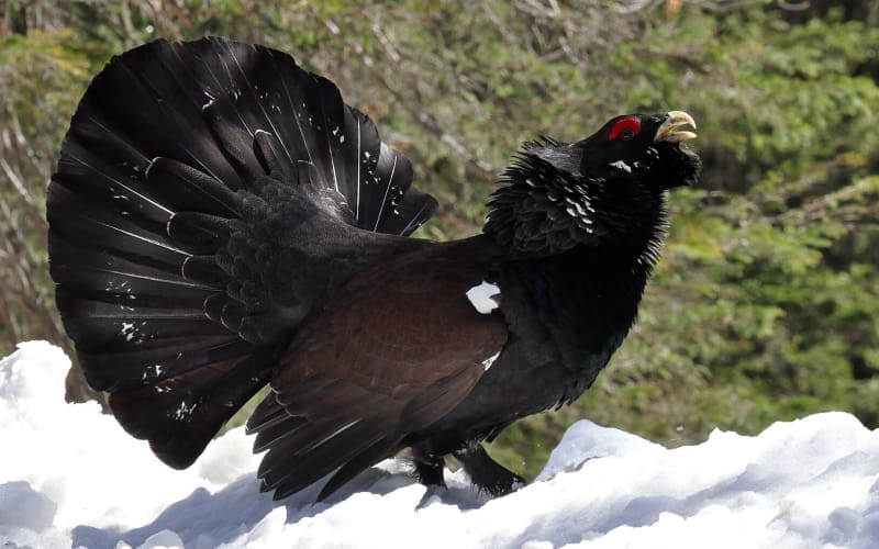De Pyrenese haan of ‘urogallo’ wordt met uitsterven bedreigd in de Spaanse Pyreneeën