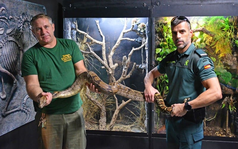 Een boa constrictor wurgslang gevonden op straat in Alicante