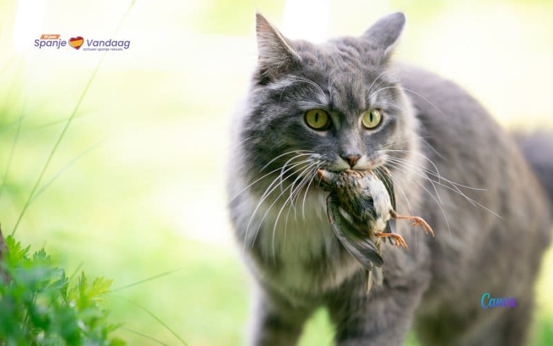 Huiskatten in het wild jagen in Spanje op 2084 diersoorten