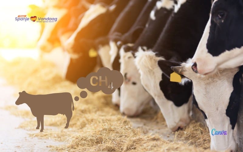 Methaanuitstoot in de landbouw, veeteelt en visserij in Spanje