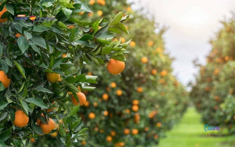Weet je hoeveel sinaasappelbomen er in de Valencia regio staan?