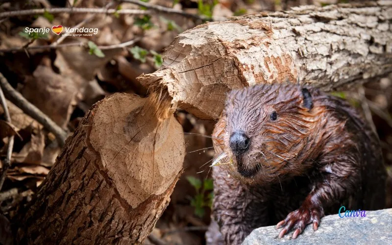 Fruitboeren ondervinden problemen met beverpopulatie in Aragón