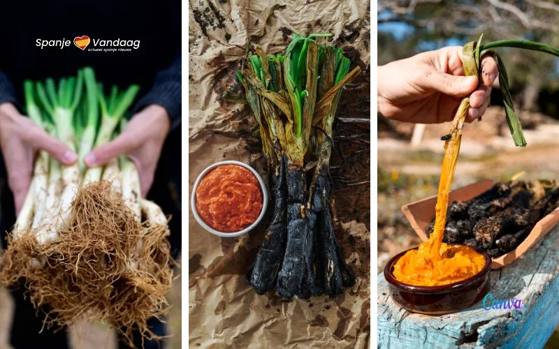 Februari is weer ‘calçots’ tijd in Catalonië