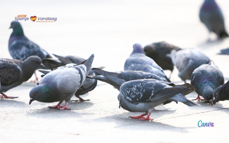 Vrouw krijgt 1500 euro boete voor het voeren van duiven op Tenerife