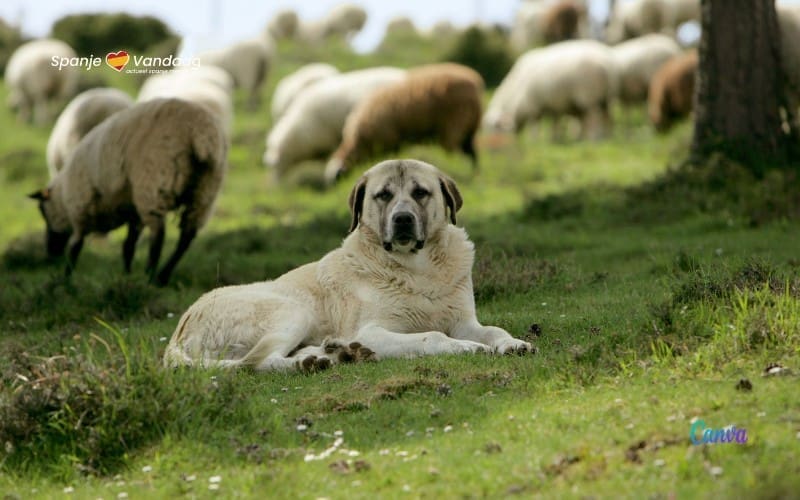 Tiktokker wordt ervan verdacht de hond van een veehouder te stelen