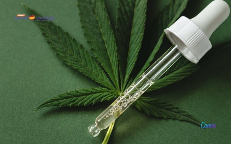 Heropening van het debat over regulering van medicinale cannabis in Spanje