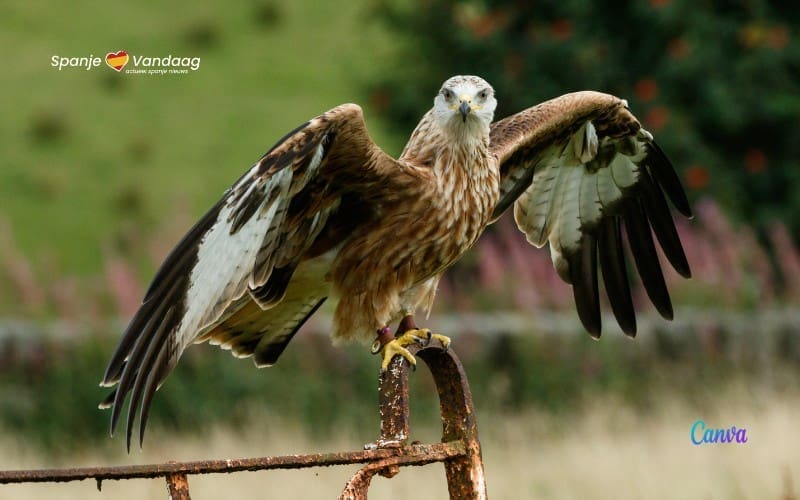Doe mee met de rode wouw en aalscholver telling in Spanje