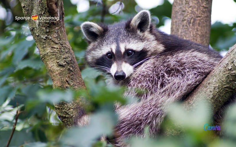 De invasieve ‘mapache’ of wasbeer is genaturaliseerd op Mallorca