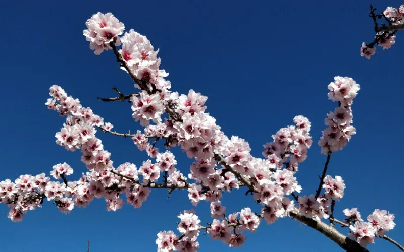 Emigratieverhaal Alicante: twee Leeuwtjes in Spanje (91)