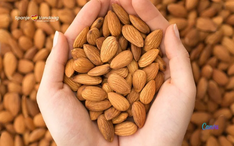 Wereldamandeldag en Spanje als grootste producent de ‘almendras’