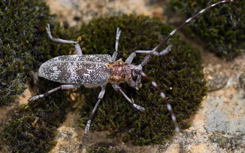 De zeldzame keversoort van Málaga is pas vier keer eerder gezien in Spanje