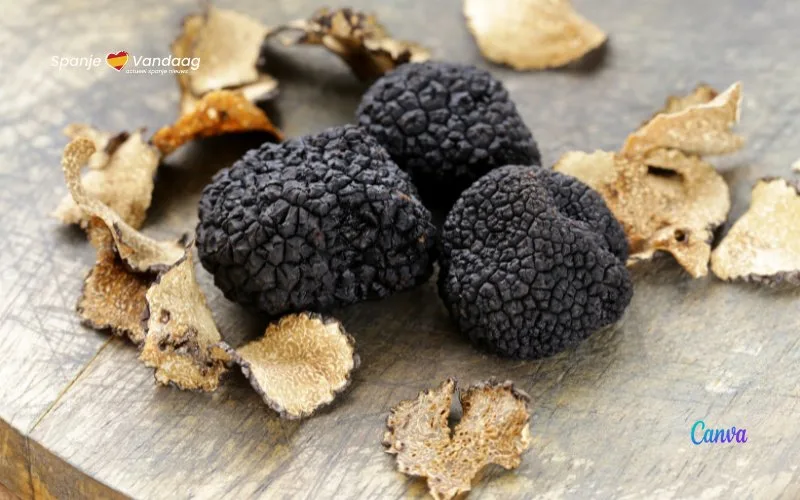 De beste plaatsen om truffels te eten in Spanje en de perfecte route langs verschillende truffel-dorpen