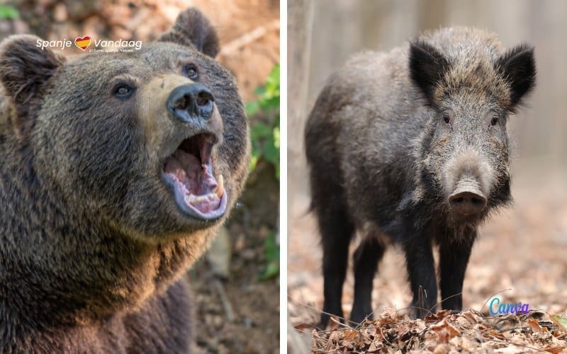 Onderzoek naar de aanval van een beer op een everzwijn in de Pyreneeën (video’s)