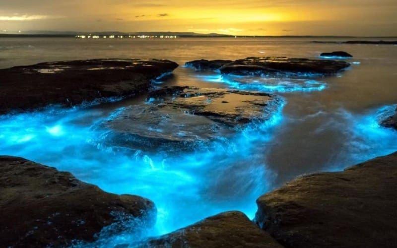 Zeevonk zorgt voor een zeldzaam spektakel van licht in de zee bij Málaga