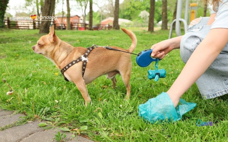 Spaanse steden vechten tegen de hondendrol met DNA-analyse en speciale agenten