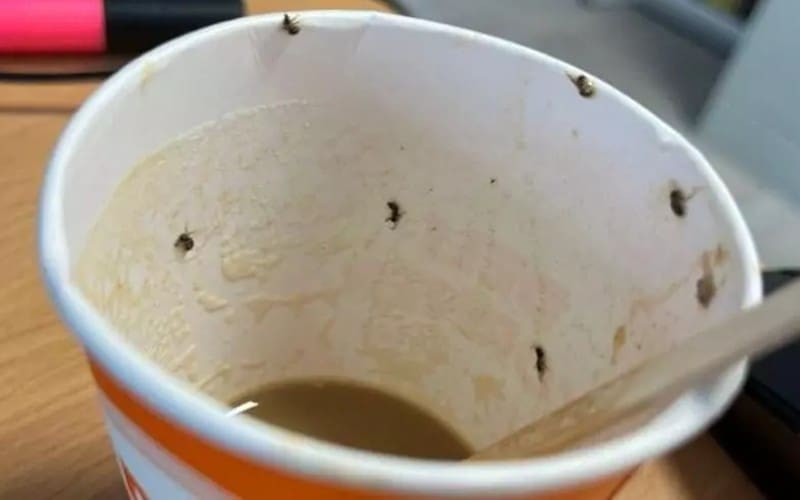 Vrouw opgenomen op intensive care na drinken koffie met insecten uit automaat op vliegveld Mallorca