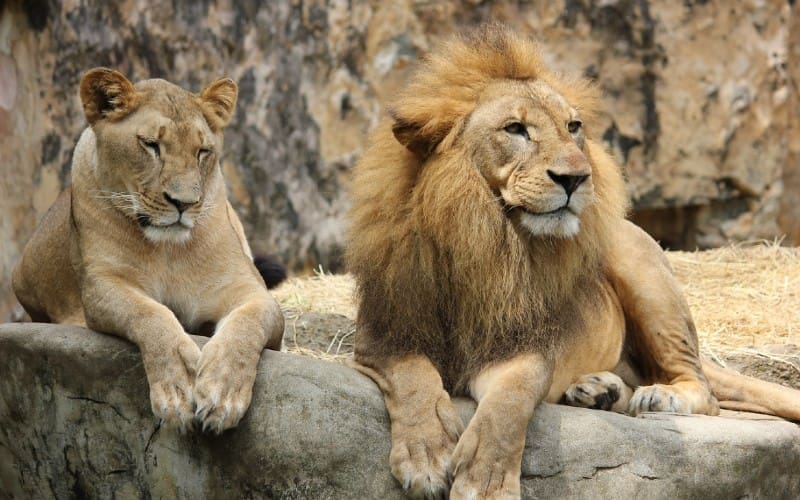 Twee Leeuwtjes in Alicante: het runnen van een B&B in Pinoso (97)