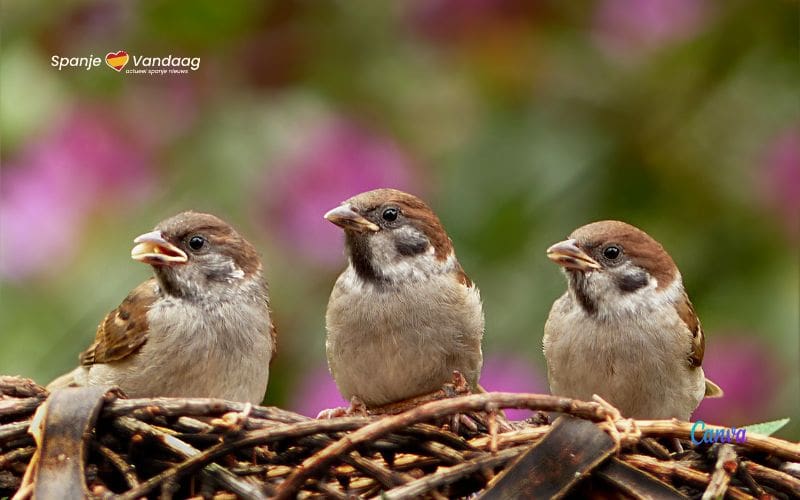 Het verval van de mussen in Spanje en menselijk voedsel