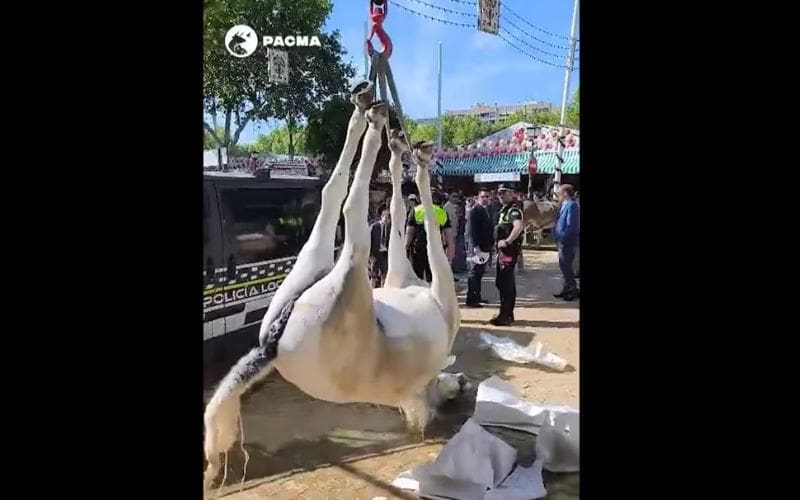 De dood van een paard tijdens de Feria de Abril in Sevilla zorgt voor debat over dierenwelzijn