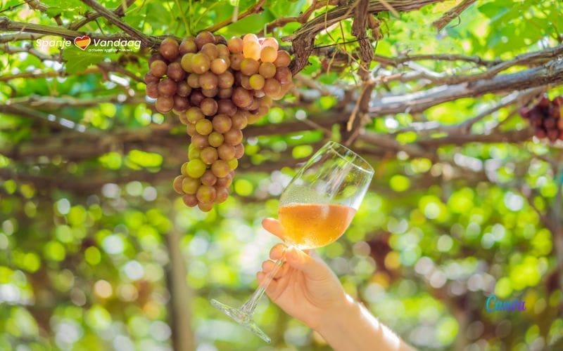 Europese Unie is goed voor 60 procent van de wereldwijde wijnbouw