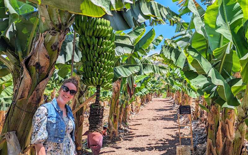 Twee Leeuwtjes in Alicante: het runnen van een B&B in Pinoso (101)