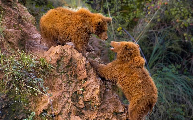 Jonge beer sterft na redding aan gevolgen van verdoving in Cantabrië