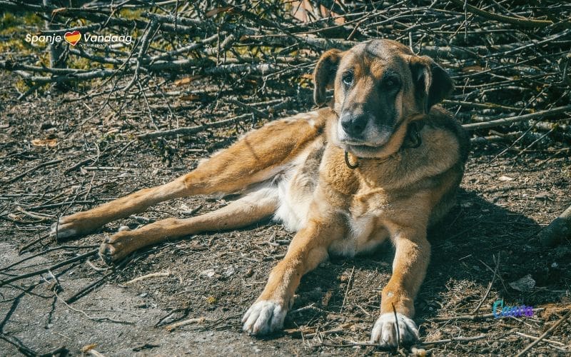 28 mei: Spanje en de Werelddag van de Honden zonder Ras