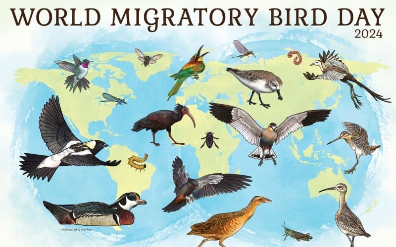 Spanje staat ook stil bij de Werelddag van trekvogels en insecten