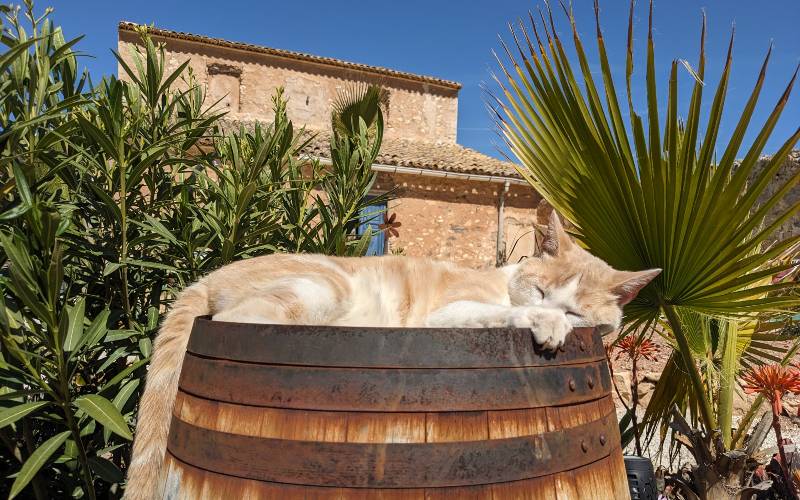 Twee Leeuwtjes in Alicante: het runnen van een B&B in Pinoso (105)