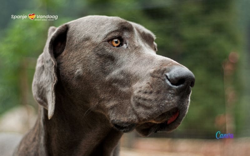 Een jaar celstraf voor het laten sterven van vastgebonden hond in Valencia