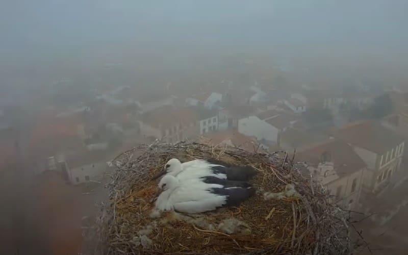 Op video vastgelegd: ooievaars verliezen hun kuikens tijdens een storm in Spanje