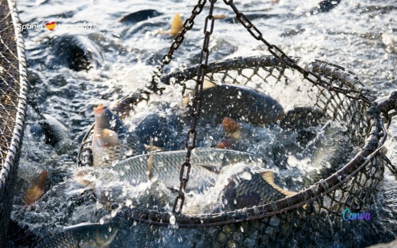 De visserij-industrie in Spanje is goed voor ruim 34.800 banen