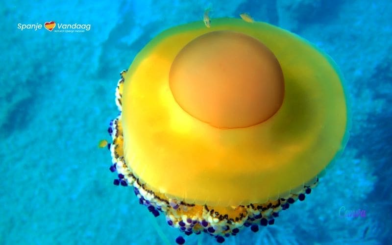 Steeds meer spiegeleikwallen te zien bij de Spaanse Middellandse Zeekust