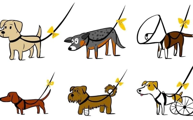 Wat betekent het “Yellow Dog Project” en bestaat dat in Spanje?